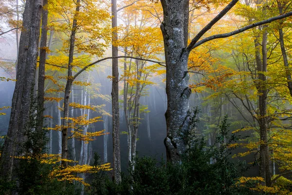 Autunno Foresta Grevolosa Osona Barcellona Spagna Settentrionale — Foto Stock