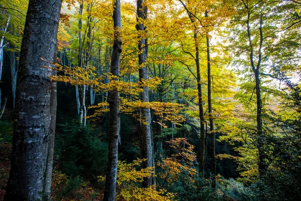 秋のラグレヴォロサの森 オソナ バルセロナ スペイン北部 — ストック写真