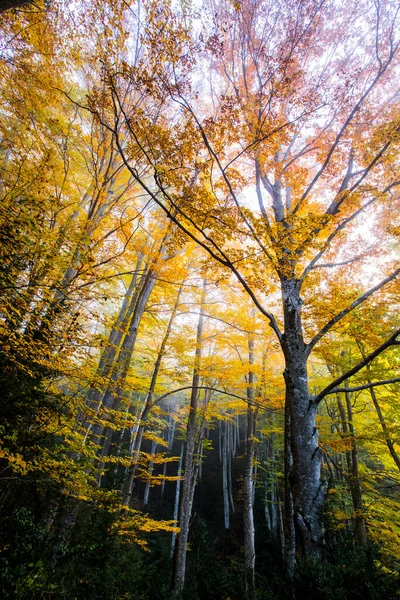 Sonbahar La Grevolosa Ormanı, Osona, Barselona, Kuzey İspanya.
