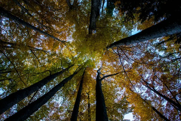 Bosque Otoño Grevolosa Osona Barcelona Norte España — Foto de Stock