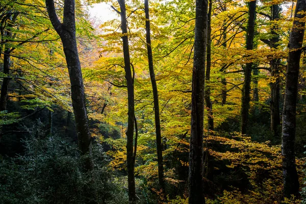 Sonbahar La Grevolosa Ormanı, Osona, Barselona, Kuzey İspanya.