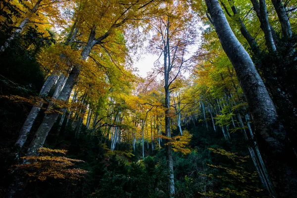 Autunno Foresta Grevolosa Osona Barcellona Spagna Settentrionale — Foto Stock