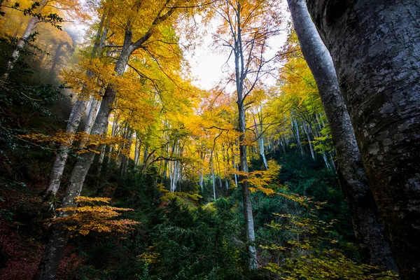 Herbst Wald Grevolosa Osona Barcelona Nordspanien — Stockfoto