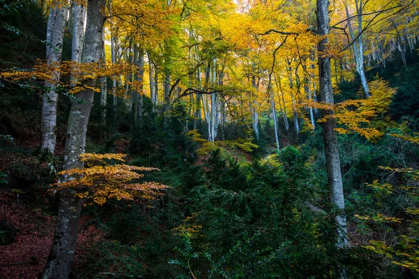 Autumn Grevolosa Forest Osona Barcelona Northern Spain — Stock Photo, Image
