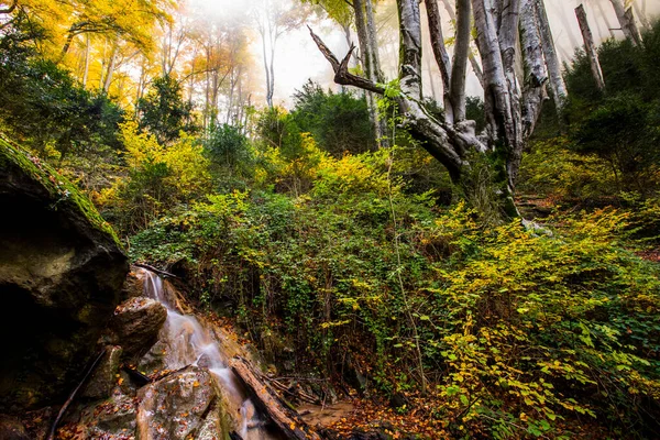 Autunno Foresta Grevolosa Osona Barcellona Spagna Settentrionale — Foto Stock