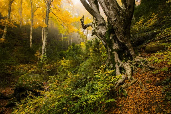 Autunno Foresta Grevolosa Osona Barcellona Spagna Settentrionale — Foto Stock