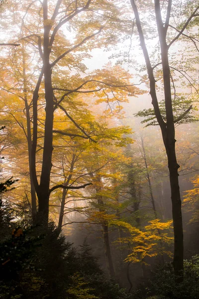 스페인 바르셀로나 오소나 — 스톡 사진