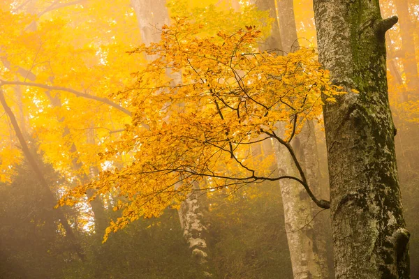 Herfst Bos Grevolosa Osona Barcelona Noord Spanje — Stockfoto