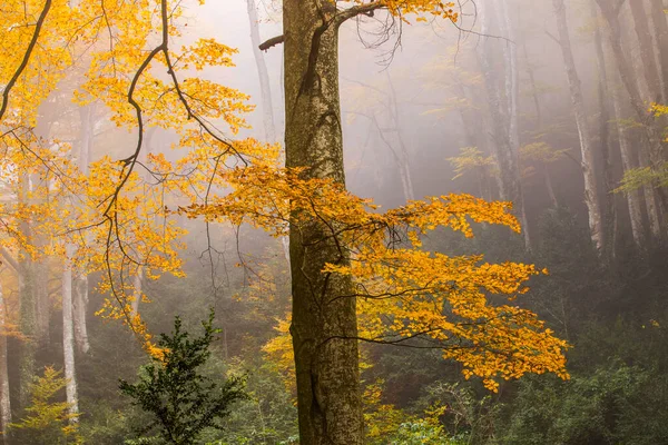 Herfst Bos Grevolosa Osona Barcelona Noord Spanje — Stockfoto