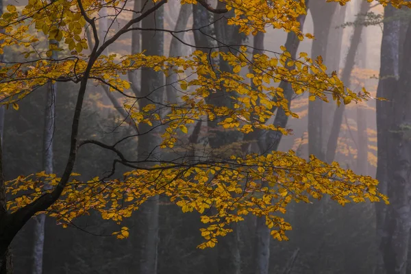 Herfst Bos Grevolosa Osona Barcelona Noord Spanje — Stockfoto