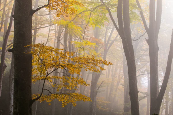 Automne Forêt Grevolosa Osona Barcelone Nord Espagne — Photo