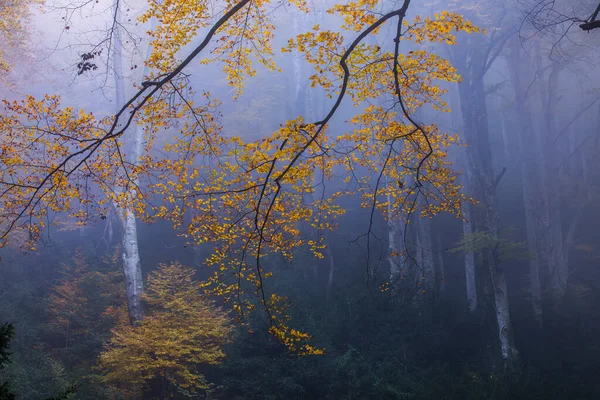 Sonbahar La Grevolosa Ormanı, Osona, Barselona, Kuzey İspanya.