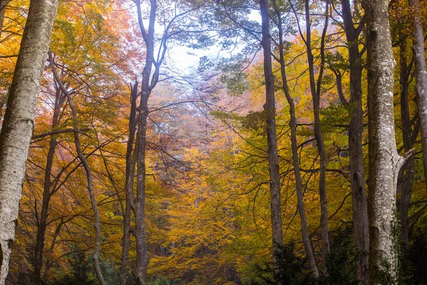 Sonbahar La Grevolosa Ormanı, Osona, Barselona, Kuzey İspanya.