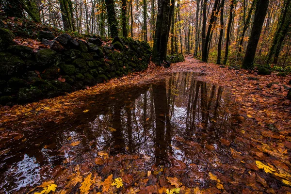 Automne Fageda Jorda Forest Garrotxa Nord Espagne — Photo