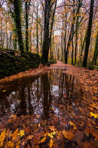 Herfst Fageda Jorda Forest Garrotxa Noord Spanje — Stockfoto
