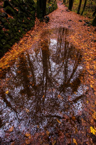 Podzim Lese Fageda Jorda Garrotxa Severní Španělsko — Stock fotografie