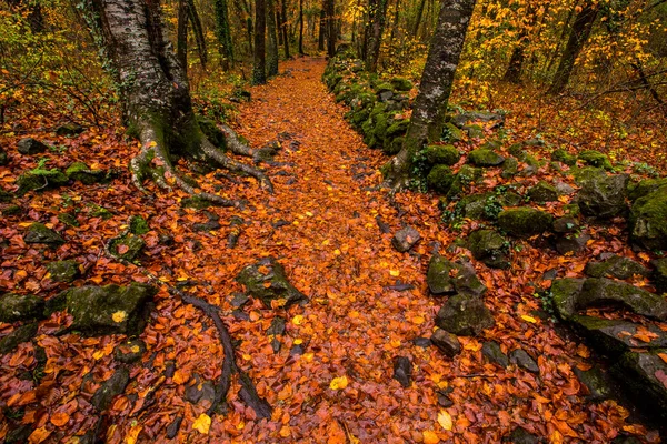 Jesień Fageda Jorda Forest Garrotxa Północna Hiszpania — Zdjęcie stockowe