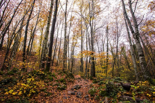 La Fageda D En Jorda Ormanı 'nda sonbahar, La Garrotxa, Kuzey İspanya.