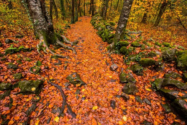 秋にLa Fageda Jorda Forest Garrotxa Northern Spain — ストック写真