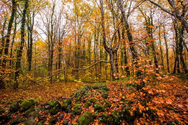 Autunno Fageda Jorda Forest Garrotxa Spagna Settentrionale — Foto Stock