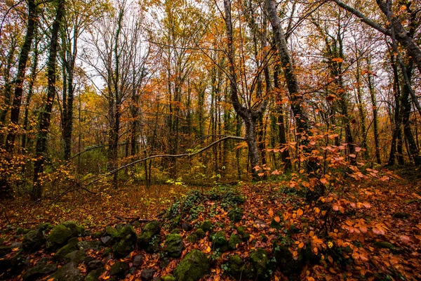 Outono Fageda Jorda Forest Garrotxa Norte Espanha — Fotografia de Stock