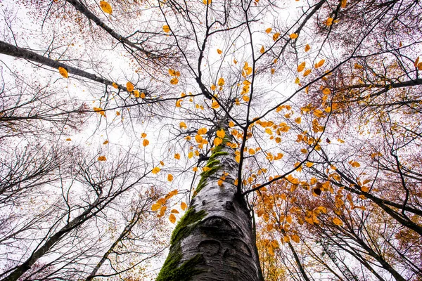 Otoño Bosque Fageda Jorda Garrotxa Norte España — Foto de Stock