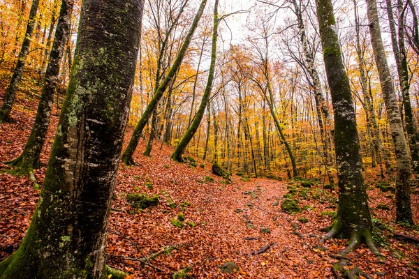 La Fageda D En Jorda Ormanı 'nda sonbahar, La Garrotxa, Kuzey İspanya.