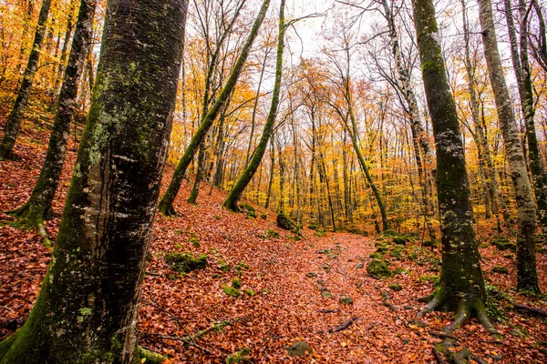 Осень Лесу Fageda Jorda Garrotxa Севере Испании — стоковое фото