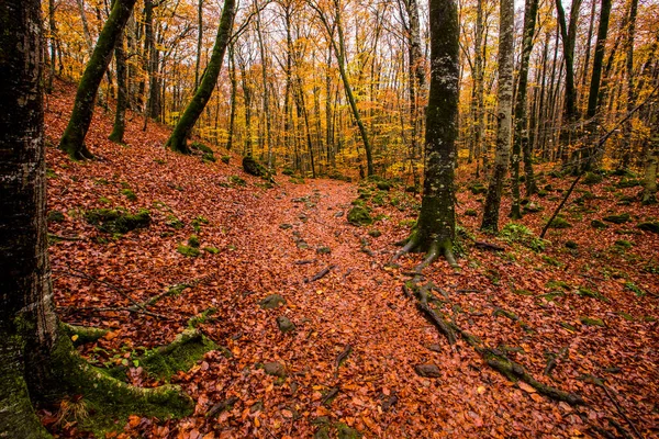 La Fageda D En Jorda Ormanı 'nda sonbahar, La Garrotxa, Kuzey İspanya.