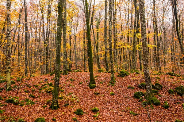 La Fageda D En Jorda Ormanı 'nda sonbahar, La Garrotxa, Kuzey İspanya.