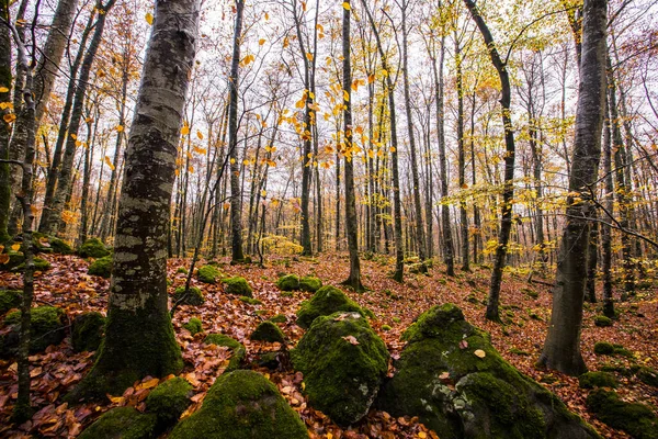 La Fageda D En Jorda Ormanı 'nda sonbahar, La Garrotxa, Kuzey İspanya.