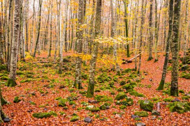 La Fageda D En Jorda Ormanı 'nda sonbahar, La Garrotxa, Kuzey İspanya.
