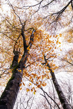 La Fageda D En Jorda Ormanı 'nda sonbahar, La Garrotxa, Kuzey İspanya.