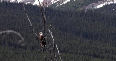 Jasper Ulusal Parkı, Kanada 'da Kel Kartal (Haliaeetus leucocephalus)