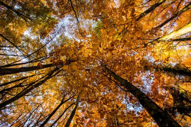 La Fageda D En Jorda Ormanı 'nda sonbahar, La Garrotxa, Kuzey İspanya.