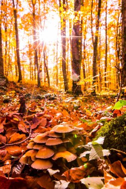 La Fageda D En Jorda Ormanı 'nda sonbahar, La Garrotxa, Kuzey İspanya.