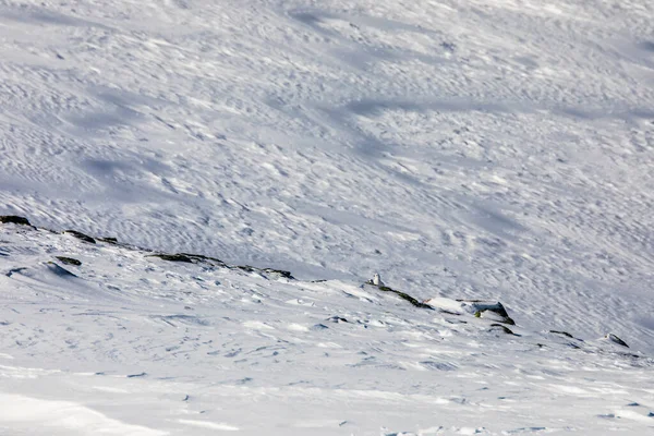 White Tailed Ptarmigan Dovrefjell National Park South Norway — Foto de Stock