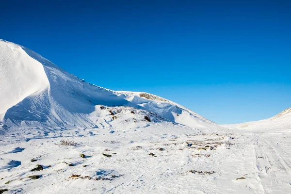 Tarmigan Cola Blanca Parque Nacional Dovrefjell Sur Noruega — Foto de Stock