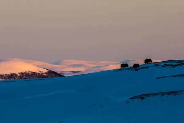 Musk Nel Parco Nazionale Dovrefjell Norvegia Meridionale — Foto Stock