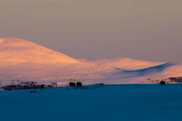 Buey Almizclero Parque Nacional Dovrefjell Sur Noruega — Foto de Stock