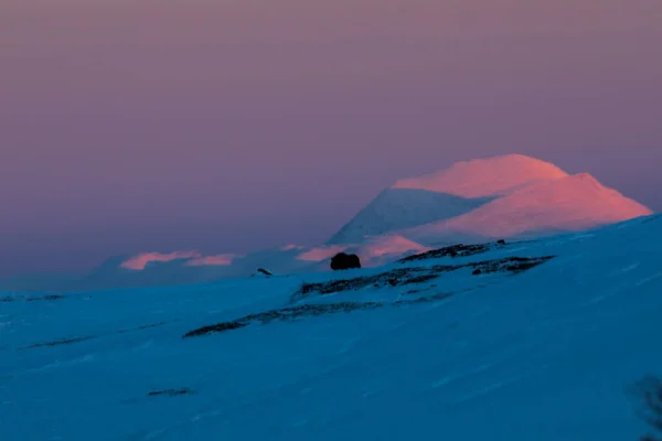 Musk Nel Parco Nazionale Dovrefjell Norvegia Meridionale — Foto Stock