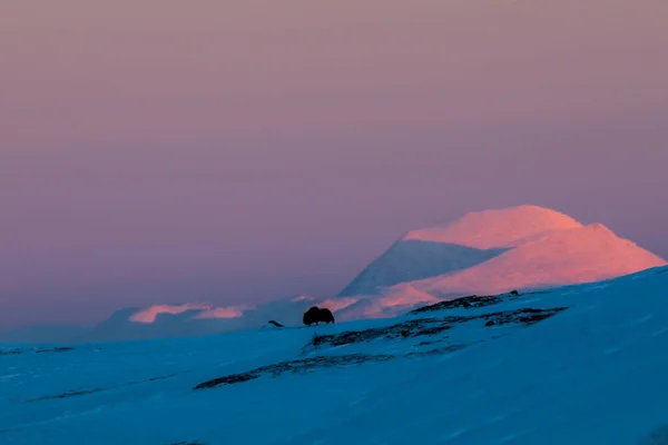 Musk Dovrefjell National Park South Norway — Stock Photo, Image