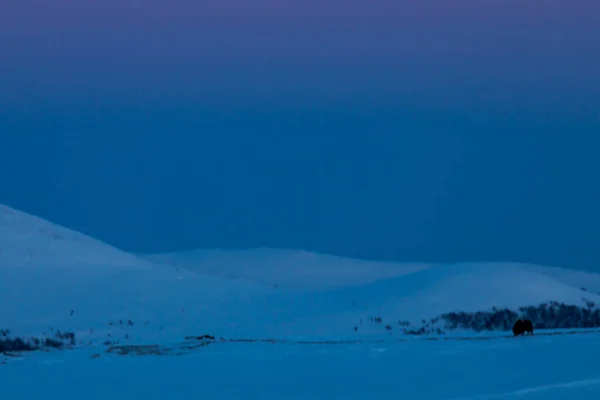 Musk Dovrefjell National Park South Norway — Stok fotoğraf