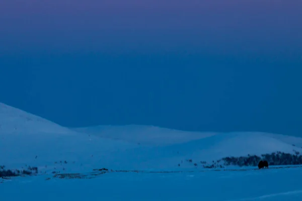 Buey Almizclero Parque Nacional Dovrefjell Sur Noruega — Foto de Stock