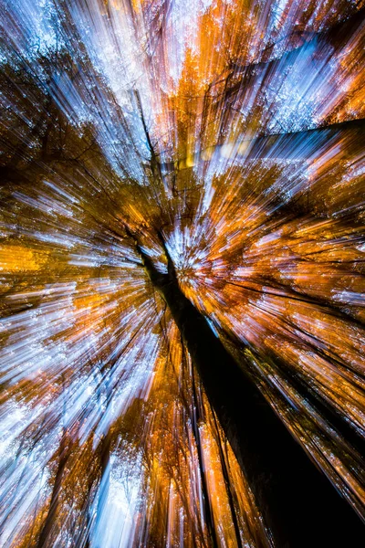 Herbst Fageda Jorda Forest Garrotxa Nordspanien — Stockfoto