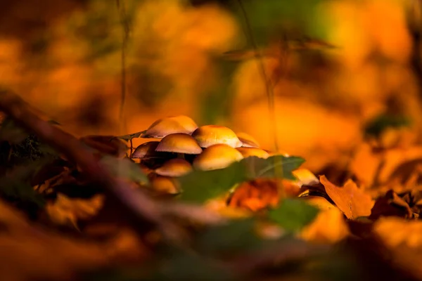 Jesień Fageda Jorda Forest Garrotxa Północna Hiszpania — Zdjęcie stockowe