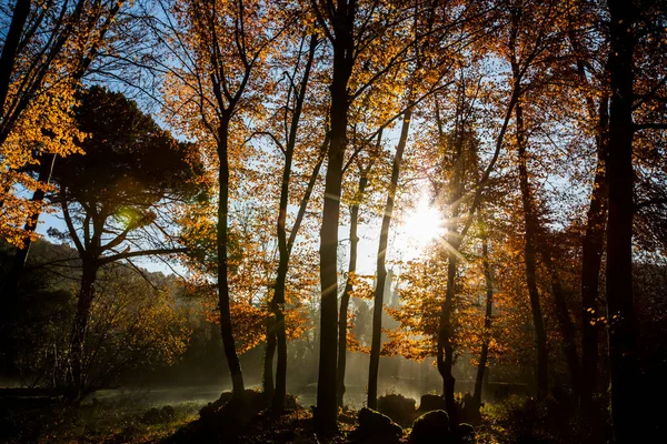 Outono Fageda Jorda Forest Garrotxa Norte Espanha — Fotografia de Stock