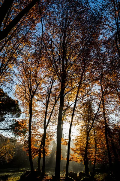 Outono Fageda Jorda Forest Garrotxa Norte Espanha — Fotografia de Stock
