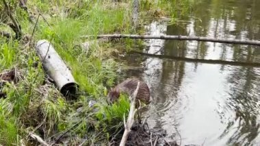 Scene of a beaver (Castor) in Hinton Town, Alberta, Canada.