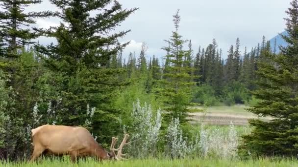 Elk Cervus Canadensis Jasper National Park Canada — Stockvideo